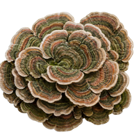 Turkey Tail