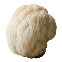 Lion's Mane