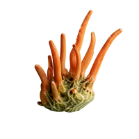 Cordyceps