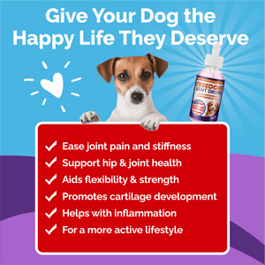 Vet-recommended Joint Pain Relief