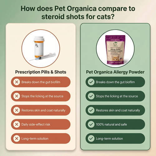 Vet-recommended Gut Support For Cats