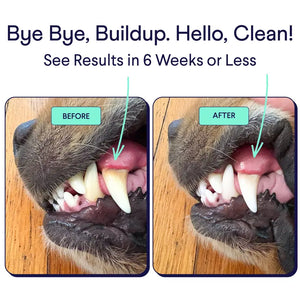 Vet-Recommended Dental Powder