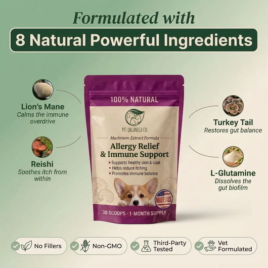 Mushroom Allergy Gut Support