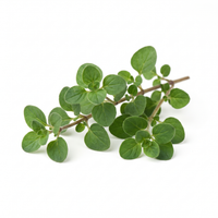 Oregano Oil