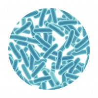 Live Spore Probiotic